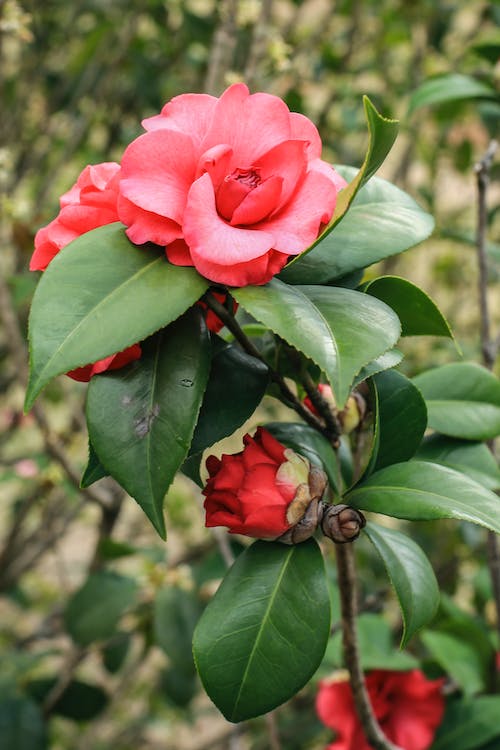 camelia