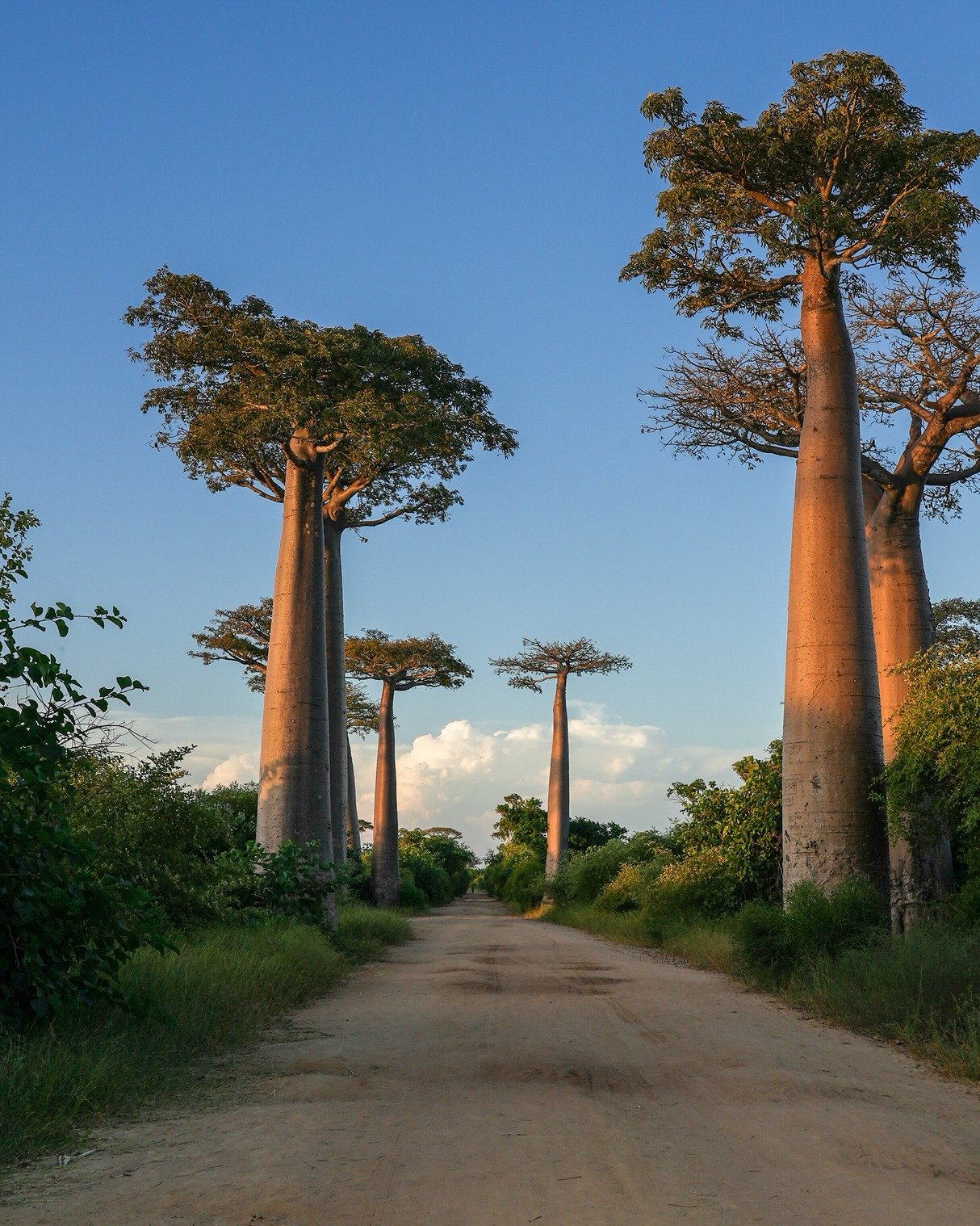 Baobab in Madagascar