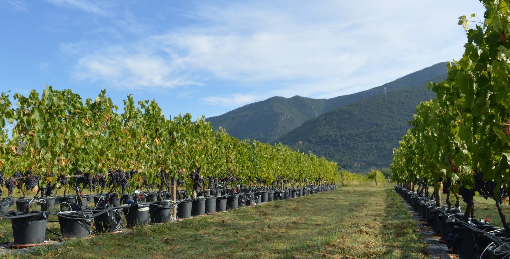 la sperimentazione sulle viti