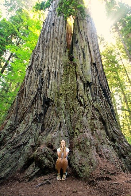 sequoie