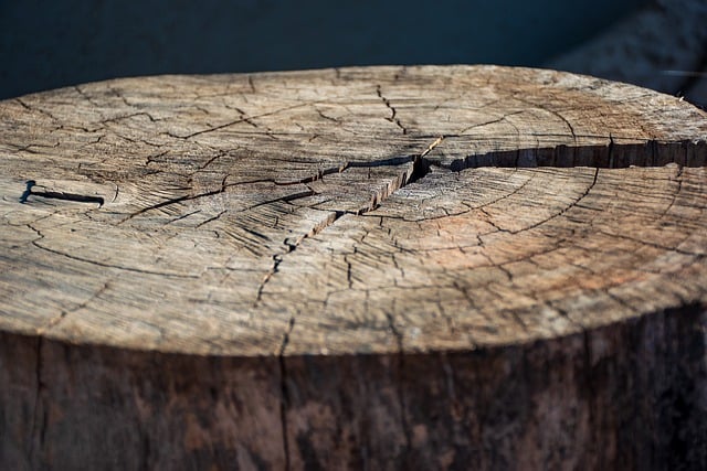tronco albero
