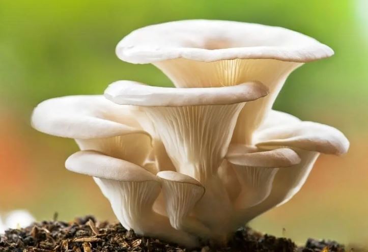 In foto, il fungo commestibile chiamato comunemente “ostrica”, il Pleurotus ostreatus
