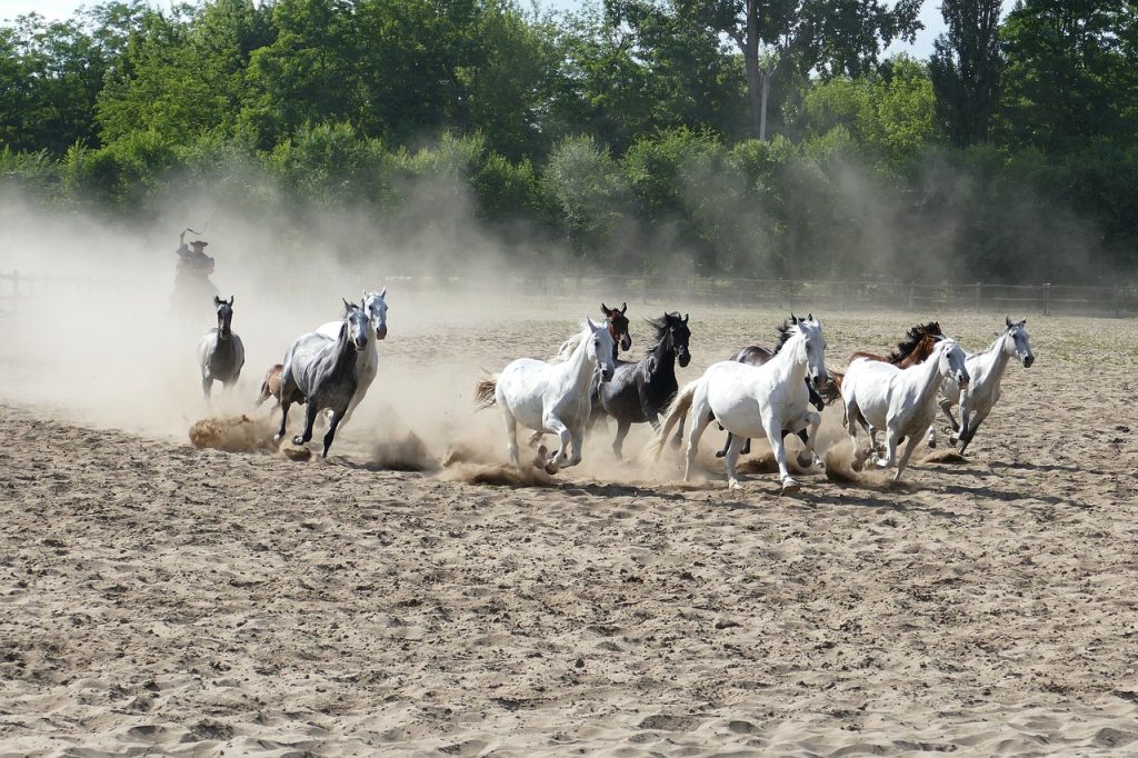 TURISMO EQUESTRE