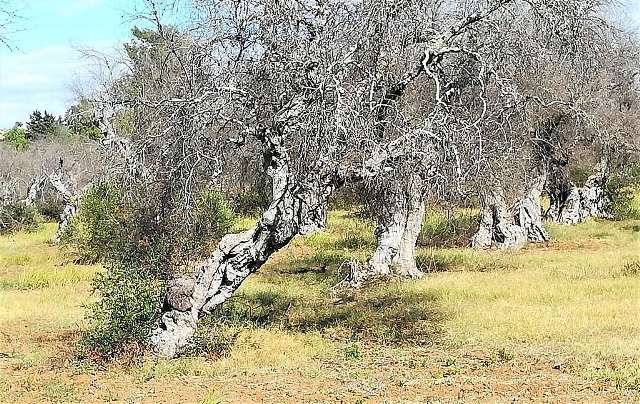 Olivo attaccato da Xyllella in Agro di Gallipoli (Lecce)