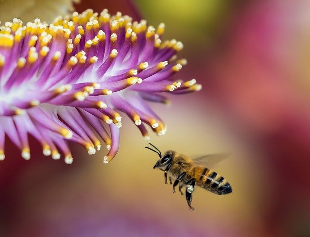 insetti impollinatori