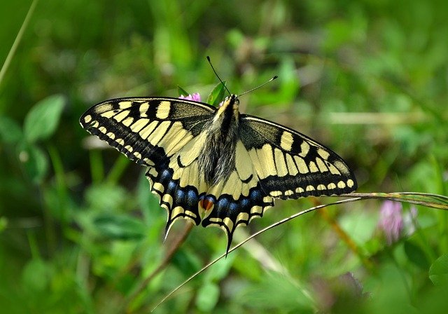 insetti impollinatori