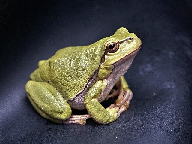 anfibio