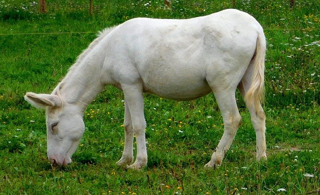 asino bianco