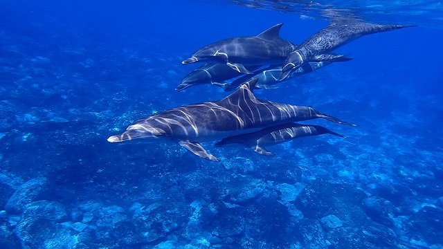 delfini accattoni