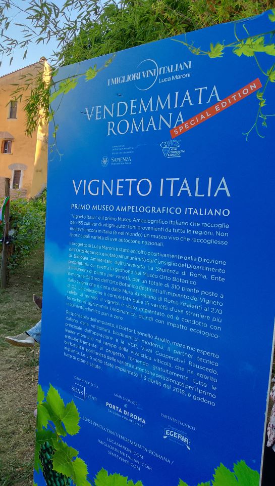 vino
