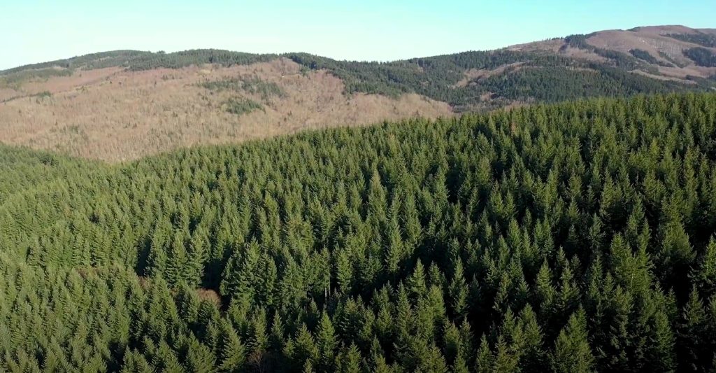 alberi piantati