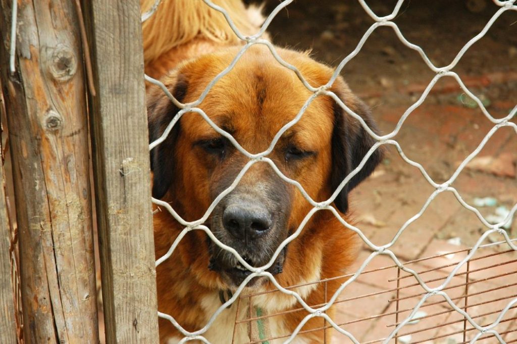 Animali in città