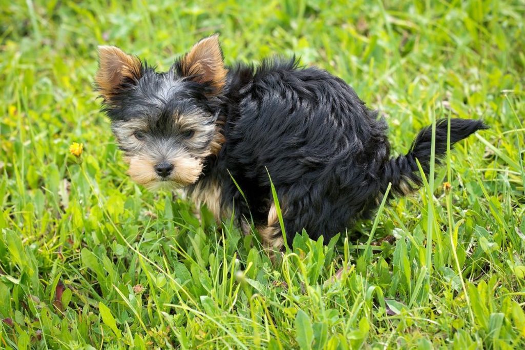 cane