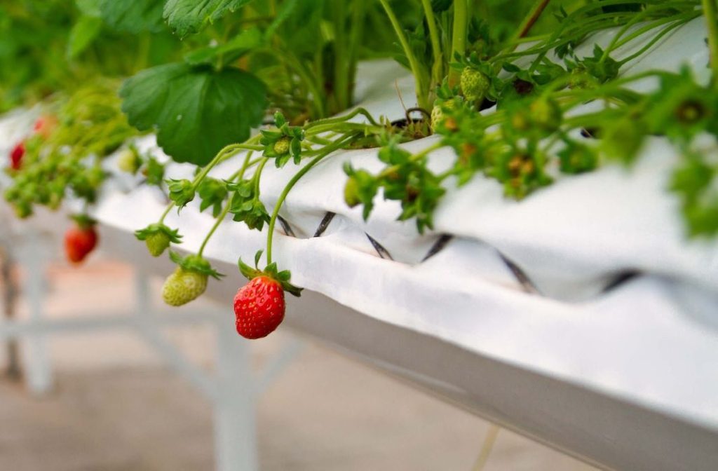 fragole sostenibili