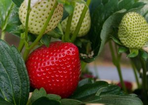 fragole sostenibili