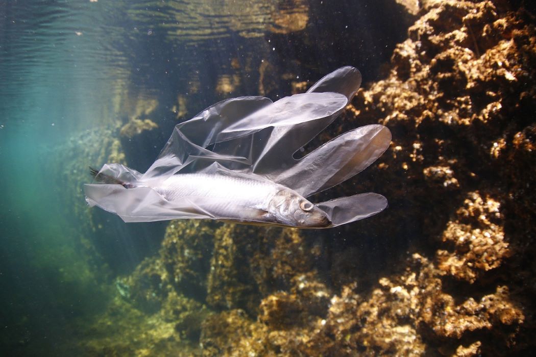 pesce intrappolato in guanto di plastica