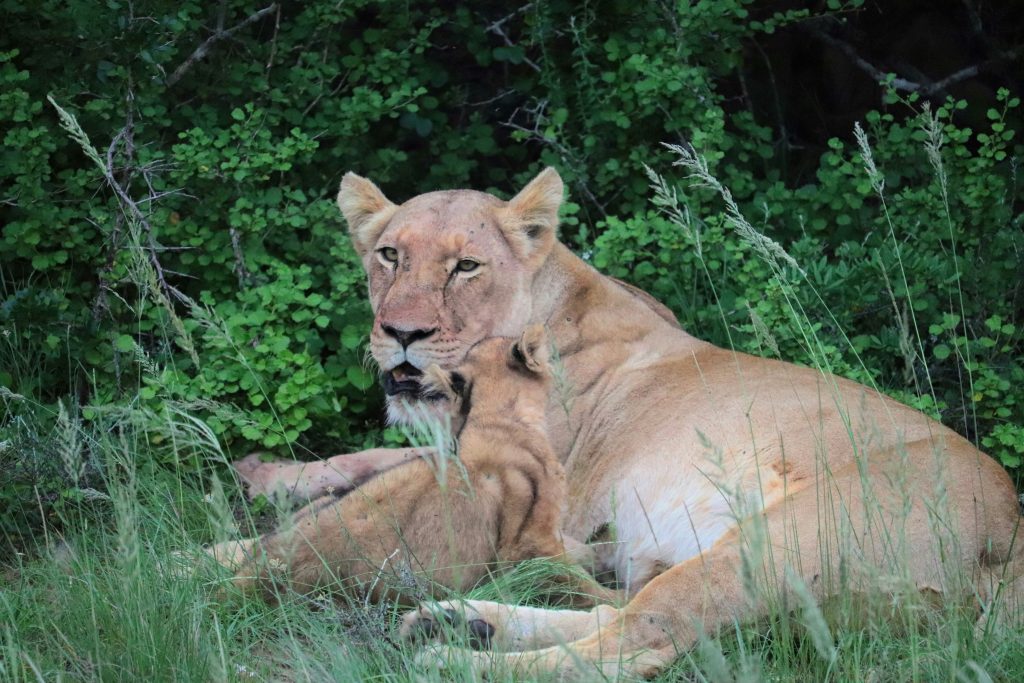 allevamento leoni