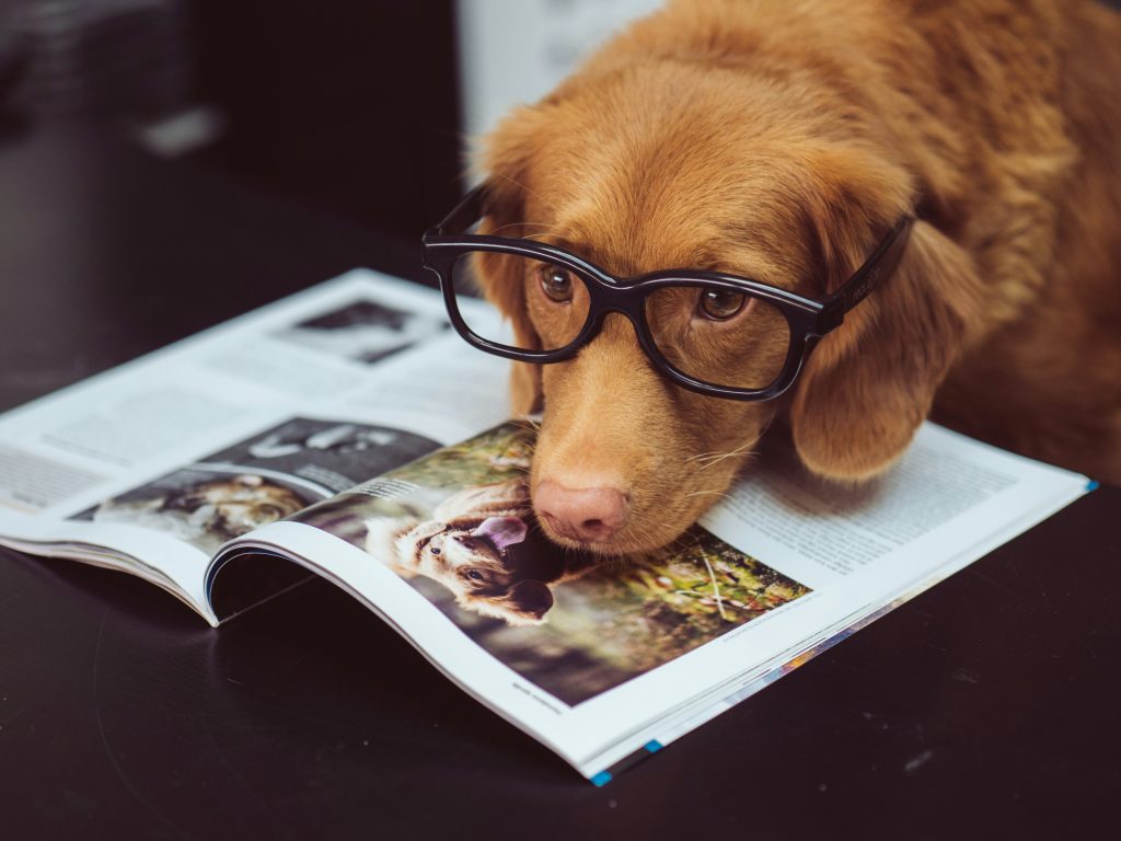 I cani capiscono i nomi degli oggetti
