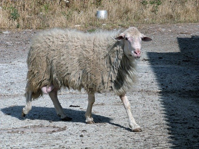 Accordo agropastorale