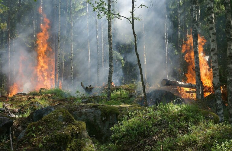 INCENDI NEL MONDO…E ANIMALI CHE LI APPICCANO