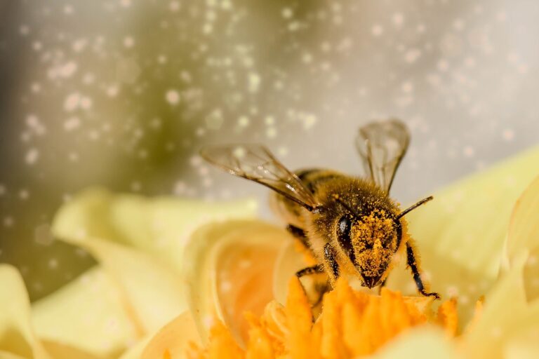 AIUTARE LE API SI PUÒ. COME FARLO
