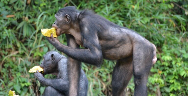 SCIMPANZÈ E BONOBO, OSTETRICHE COME NOI