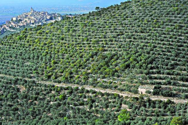 VALORIZZARE L’OLIVICOLTURA CON IL PAESAGGIO