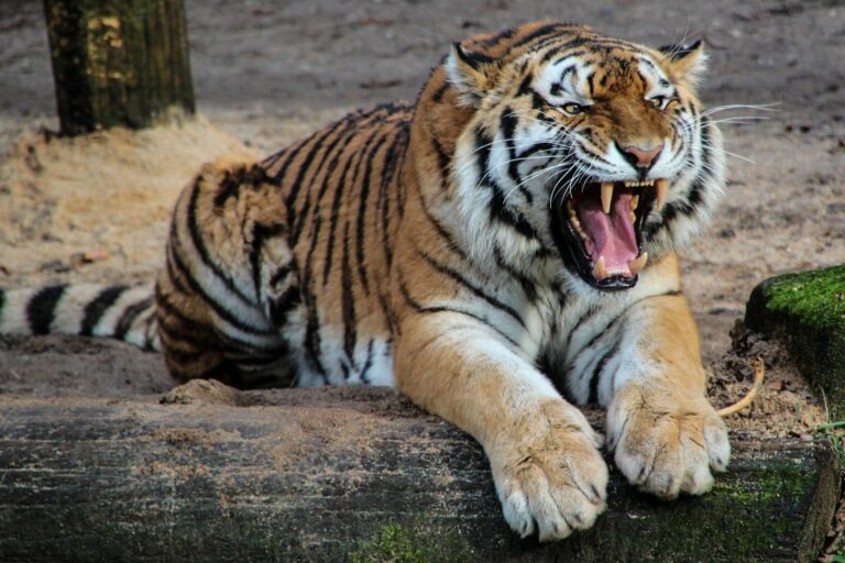 IL RUOLO DEGLI ZOO OGGI, TRA CONSERVAZIONE E PREGIUDIZI