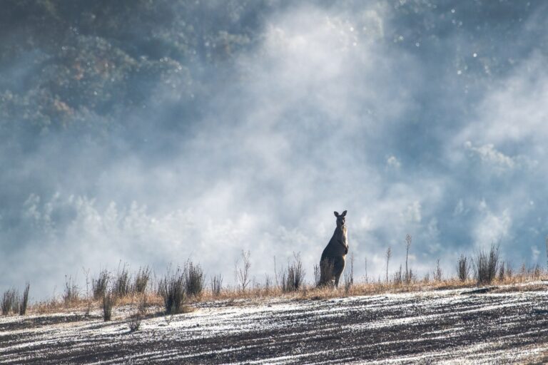 UN SALTO NEL MONDO DEI CANGURI, OLTRE IL MARSUPIO