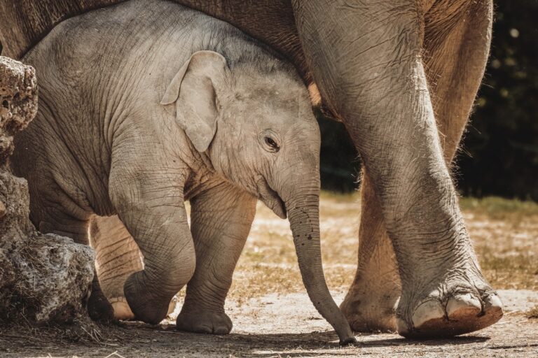 FAUNA SELVATICA E VOLONTARIATO ETICO