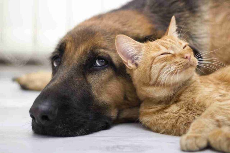 Nuove norme su tracciabilità e tutela di cani e gatti