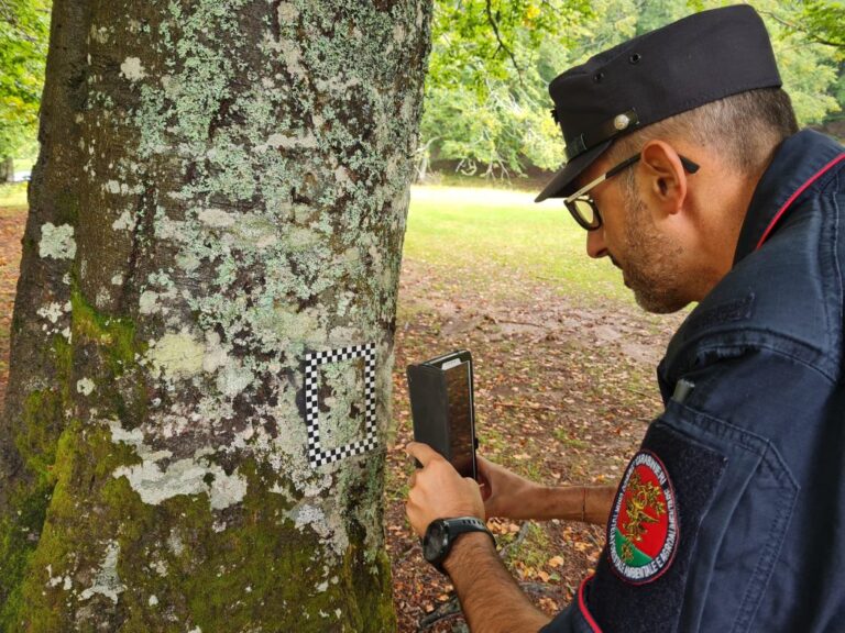 Foreste, in 25 anni persa biodiversità nel sottobosco
