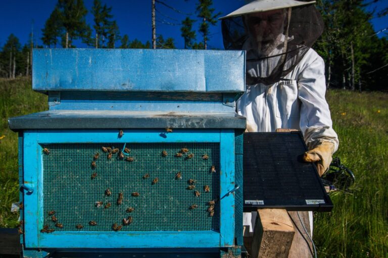 Le api non si salvano da sole, tutto dipende dagli apicoltori